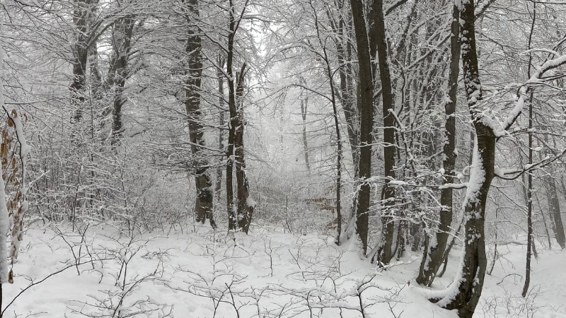 A snow-covered forest path winding through bare deciduous trees with heavy snow accumulation on branches and ground.