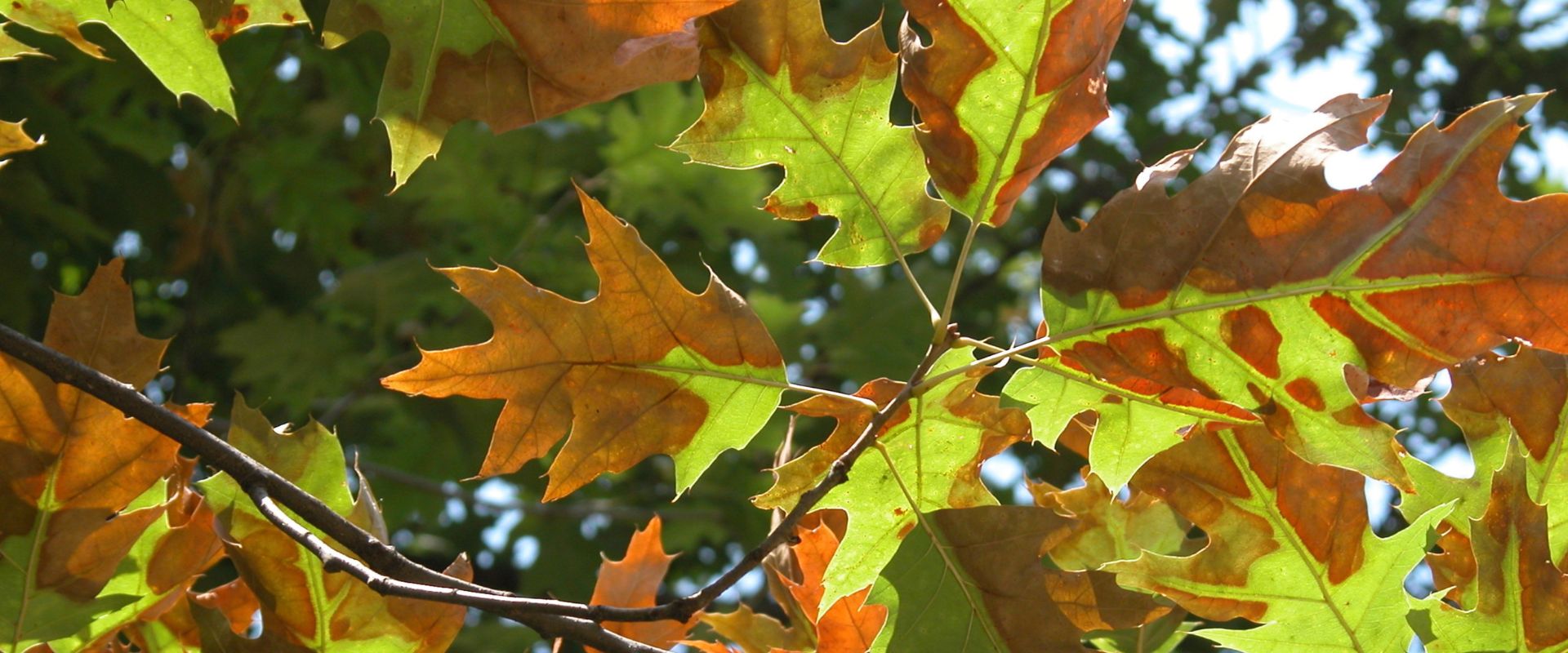 Bacterial Leaf Scorch In Eastern PA How To Identify, Prevent & Treat