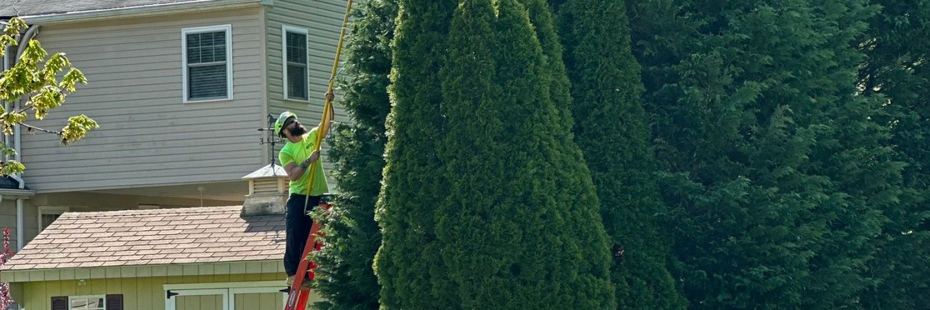The Best Times To Prune Your Pennsylvania Trees | Clauser Tree Care