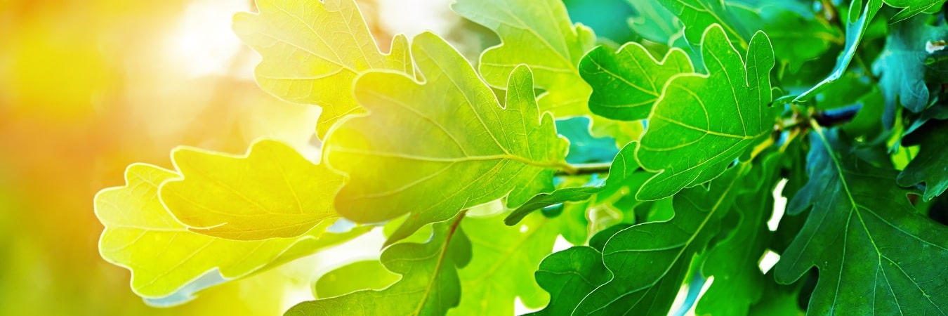 A close-up of oak leaves with sunlight behind them, demonstrating proper tree health and vitality.
