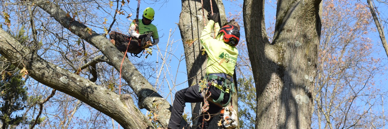 Two climbers from Clauser Tree Care working in a tree during a tree removal job in Hatfield, PA.
