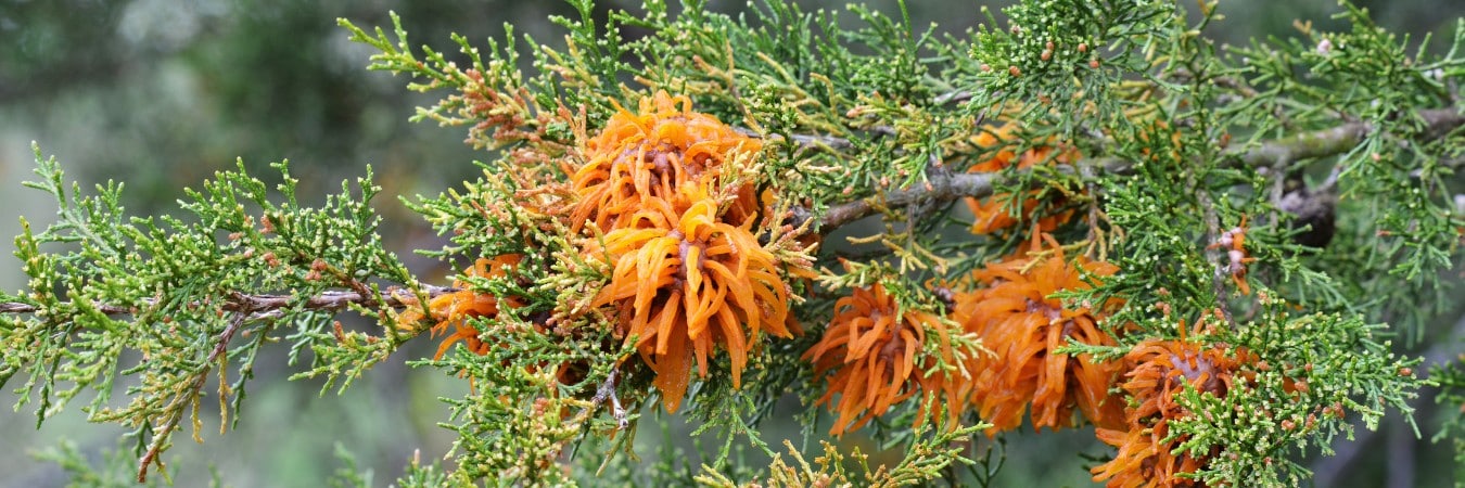 A juniper tree showing the symptoms of cedar-apple rust in Chalfont, PA.