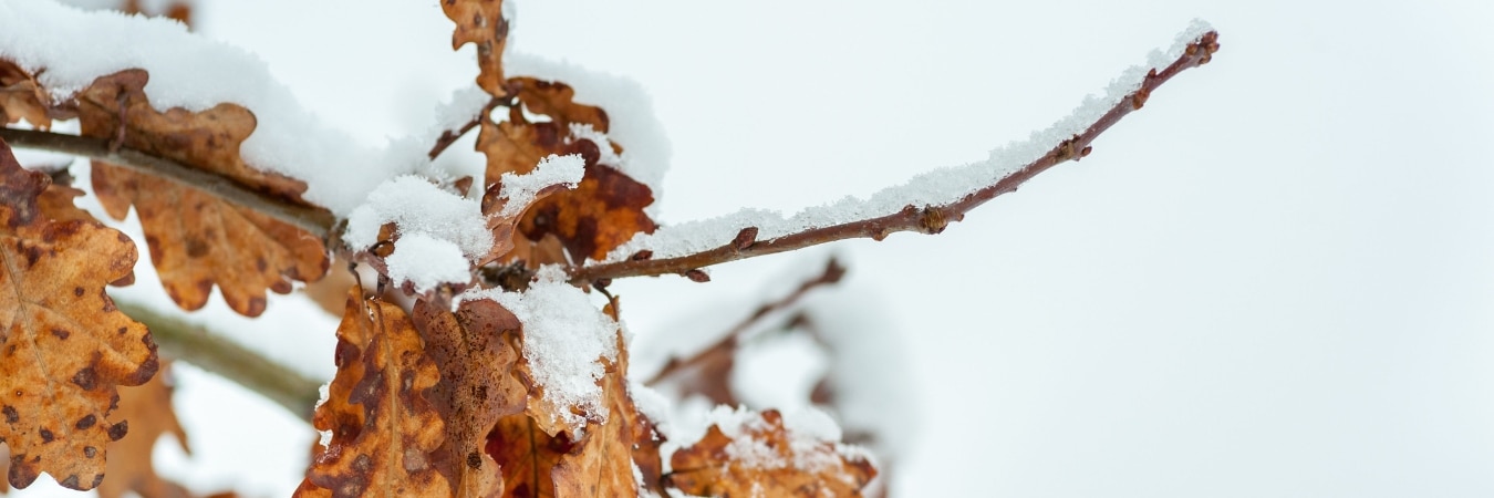Winter oak branch with dried leaves covered in snow during professional tree pest evaluation in Montgomery County, Pennsylvania