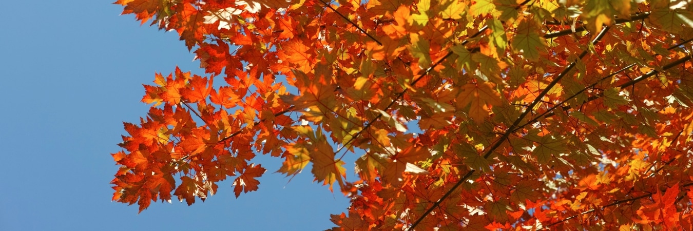 A beautiful fall maple tree with vibrant orange and red foliage against a blue sky in Montgomery County, Pennsylvania.