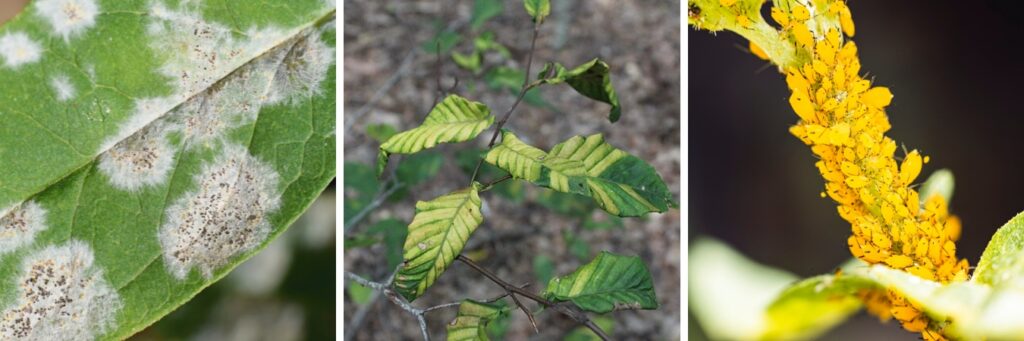 A three-panel close-up showing white powdery mildew covering a leaf surface, dark banding between veins on beech leaves caused by beech leaf disease, and a cluster of bright yellow aphids feeding on a plant stem.