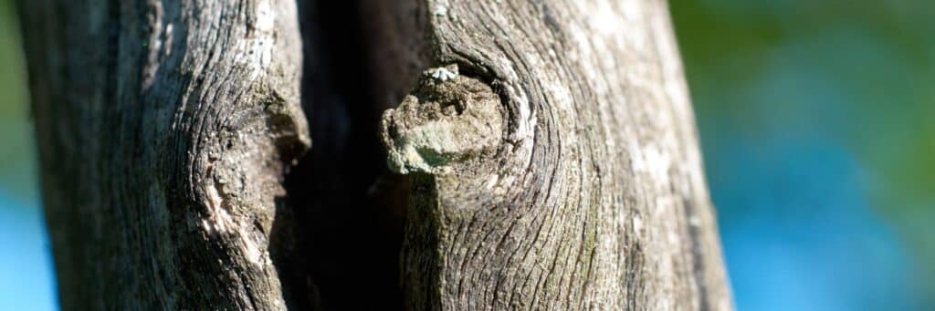 A close-up view shows a dangerous vertical crack splitting through a tree trunk, revealing internal structural failure and creating a safety hazard.