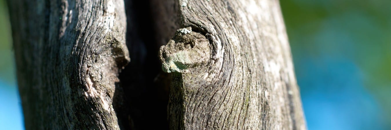 A close-up view shows a dangerous vertical crack splitting through a tree trunk, revealing internal structural failure and creating a safety hazard.