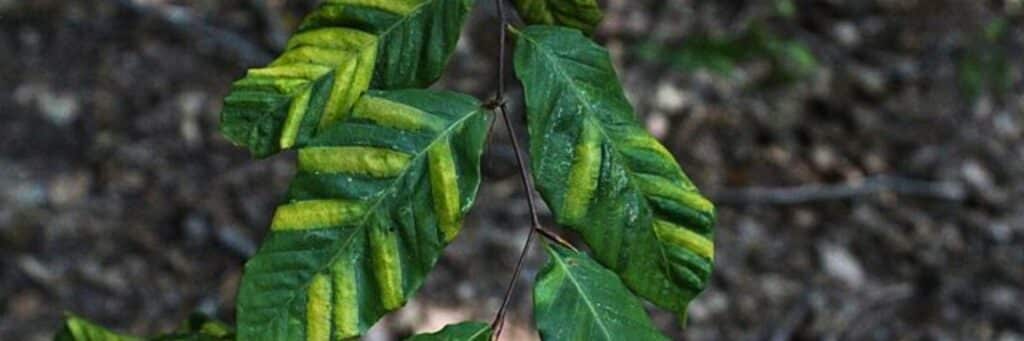 Beech leaves showing characteristic dark green banding between leaf veins caused by beech leaf disease. (usfs_Eastern_Region, Public domain, via Wikimedia Commons)