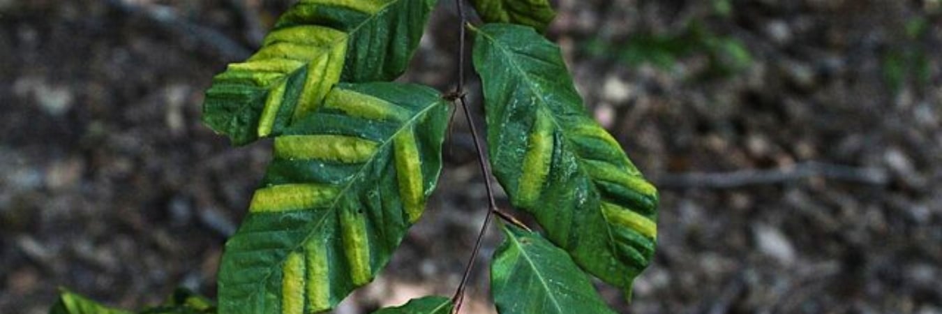 Beech leaves showing characteristic dark green banding between leaf veins caused by beech leaf disease. (usfs_Eastern_Region, Public domain, via Wikimedia Commons)