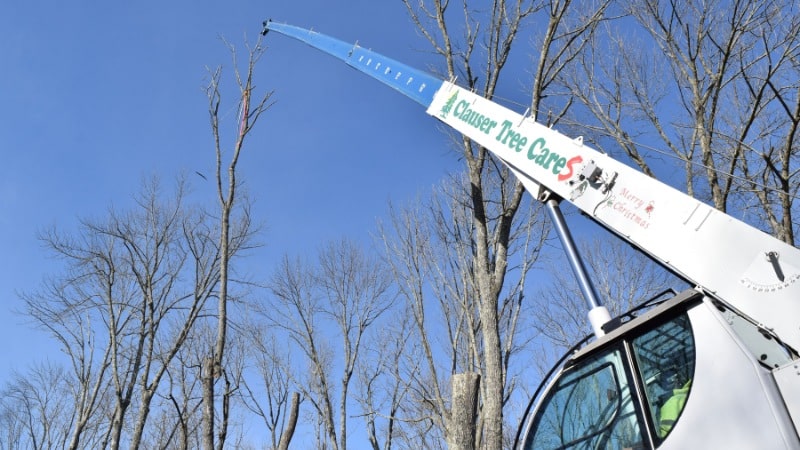 A white Clauser Tree Care crane truck with extended boom working on bare deciduous trees against a clear blue winter sky. 