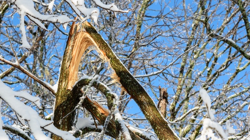 Snow-covered broken tree branches showing splintered wood and torn bark damage against a blue sky backdrop.