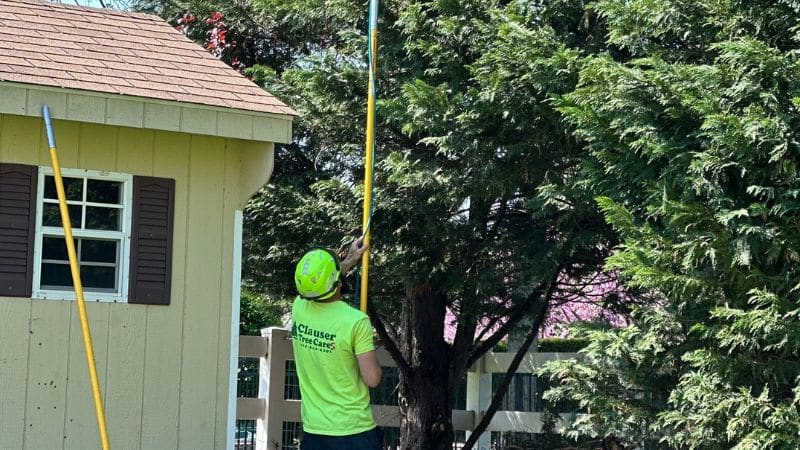 An arborist from Clauser Tree Care pruning a tree to prevent further spread.the spread of fire blight.