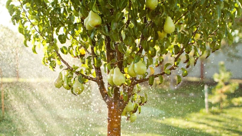 Several pear trees growing near each other with wet leaves from falling rain.