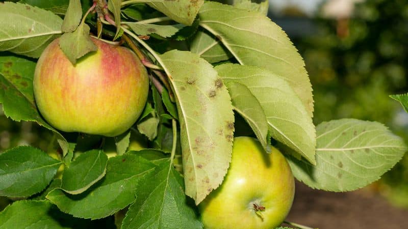 Close-up of an apple tree leaf showing dark, olive-green spots indicative of apple scab infection.