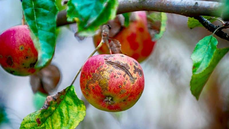 Close-up view of an apple with velvety, dark spots caused by apple scab, affecting the fruit's surface.