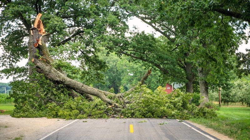 fallen tree blocking the road.