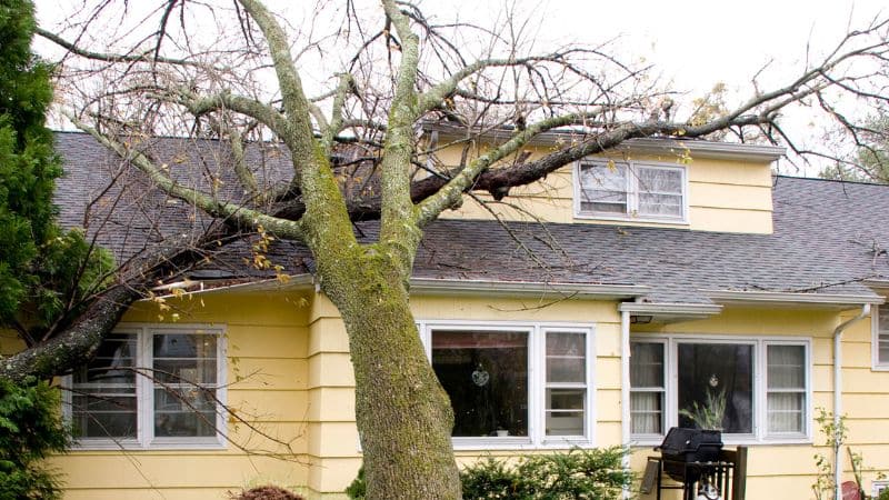 Tree fallen on a yellow house.