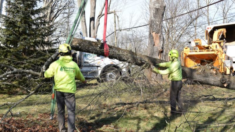 Clauser tree crew doing an emergency tree removal.