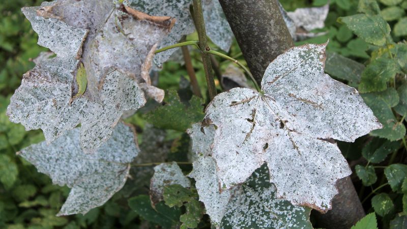 Powdery mildew symptoms on maple leaves in Pennsylvania.
