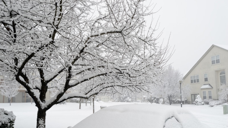 A tree during the winter without any leaves in Lansdale.