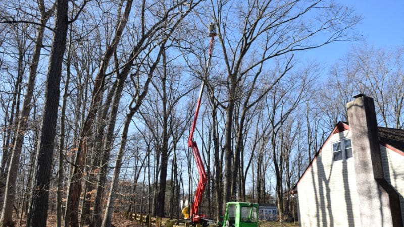 A member of the Clauser Tree Care Team using a spider lift to service a tree in the winter in Ambler, PA.