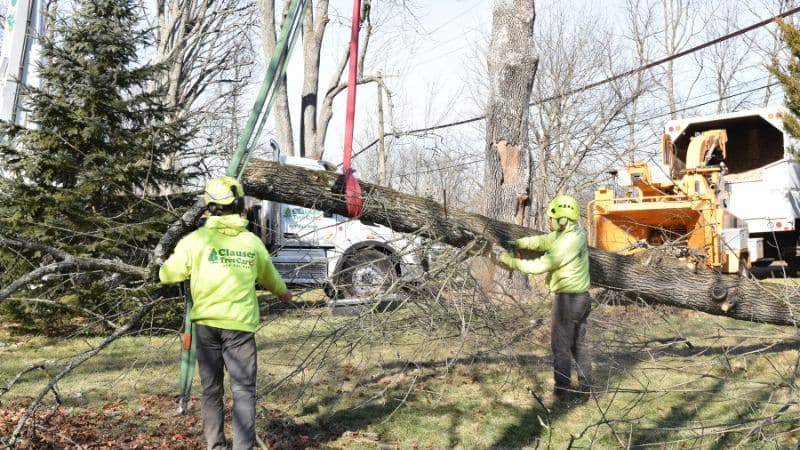 The Clauser Tree Care team removing a tree in the winter in Lansdale, PA.