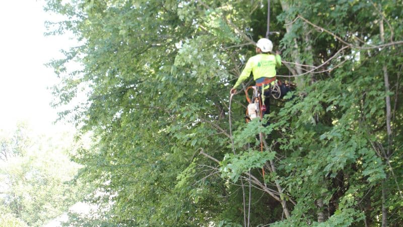 Clauser team members working to trim a tree near a property line in Horsham, PA.