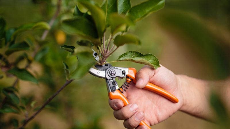 Pruning photo of foliages prevents diseases to spread in trees.