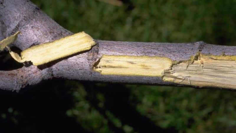 A maple tree displaying streaks under the bark that indicate verticillium wilt.