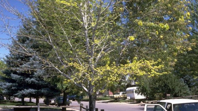 A silver maple tree displaying symptoms of verticillium wilt.