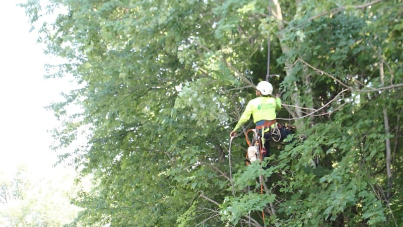 The Clauser Tree Care team pruning a tree and cleaning up debris in Lansdale, PA