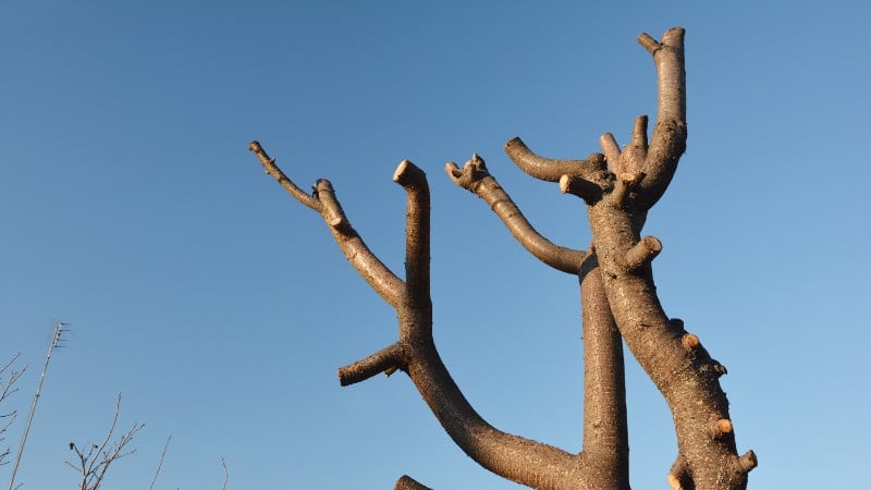 A tree that someone has topped in Doylestown, PA.
