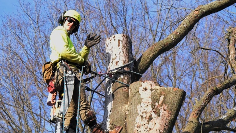 A climber from Clauser Tree Care in a dead tree in North Wales, PA.