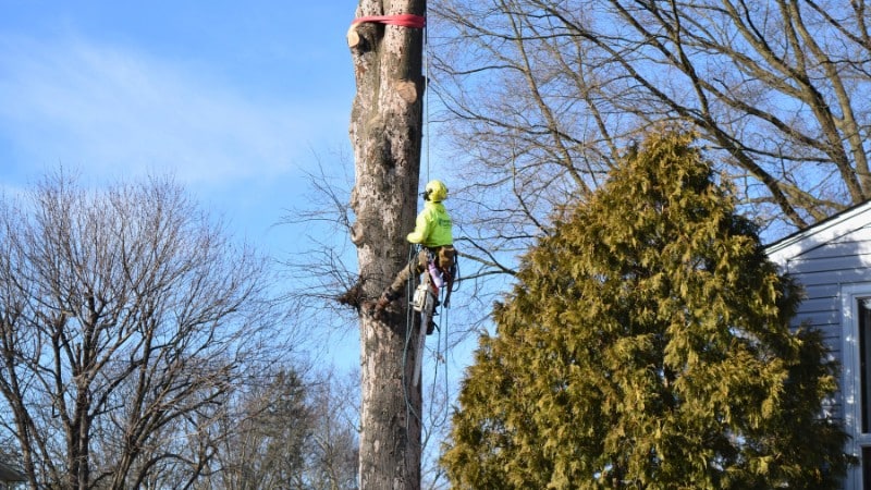 A climber from Clauser Tree Care assisting in removing a large tree in Lansdale, PA.