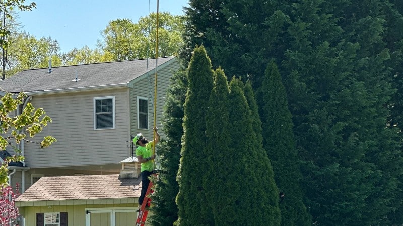 A member of the Clauser Tree Care team trimming a tree during the summer in Hatfield, PA.