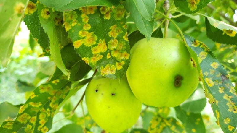 Green apples showing the trademark spots indicating cedar-apple rust Horsham, PA.