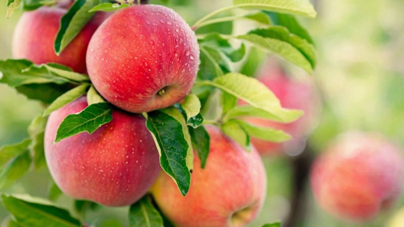 Apples hanging from a tree in Ambler, PA.
