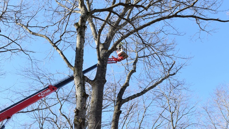 The Clauser Tree team pruning a tree in Perkasie, PA.