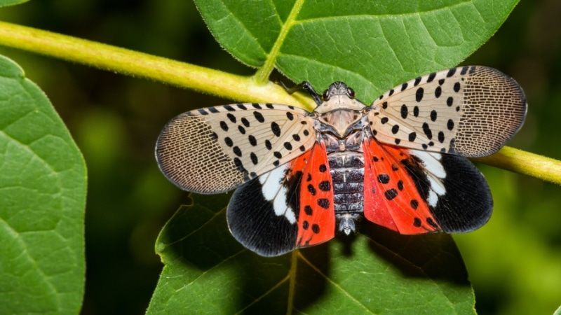 An adult spotted lanternfly displaying distinctive red, black, and spotted wing pattern on tree-of-heaven leaf in Pennsylvania.