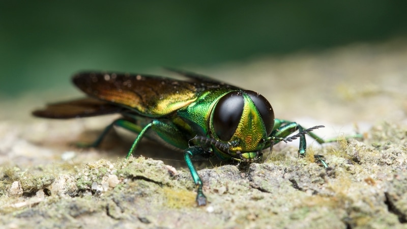 An adult emerald ash borer beetle showing characteristic metallic green coloring that Clauser Tree Care arborists identify during pest evaluations.