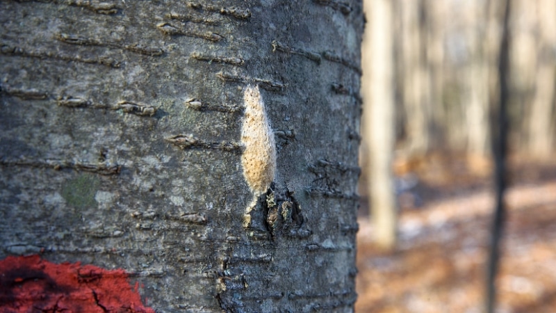 Spongy moth egg masses with characteristic tan fuzzy covering attached to tree bark during winter survey in Bucks County.