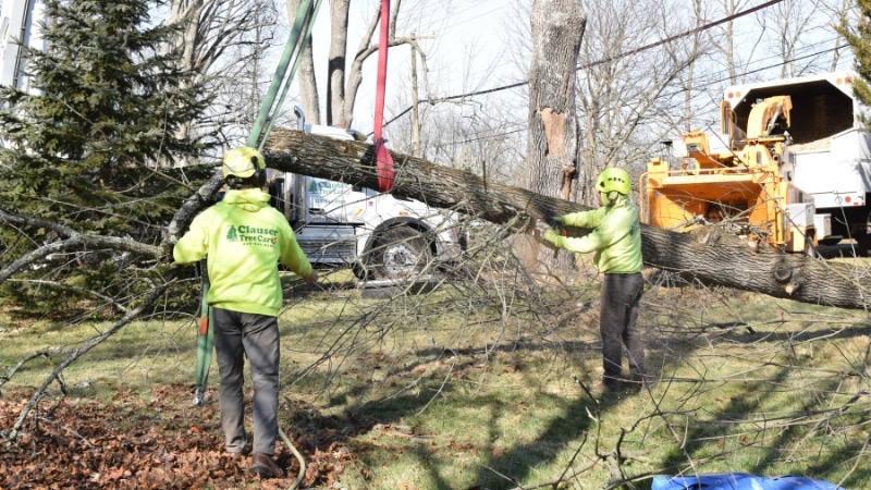 The Clauser Tree Care crew using specialized crane equipment and professional rigging to safely remove a large storm-damaged tree from residential property in Montgomery County.