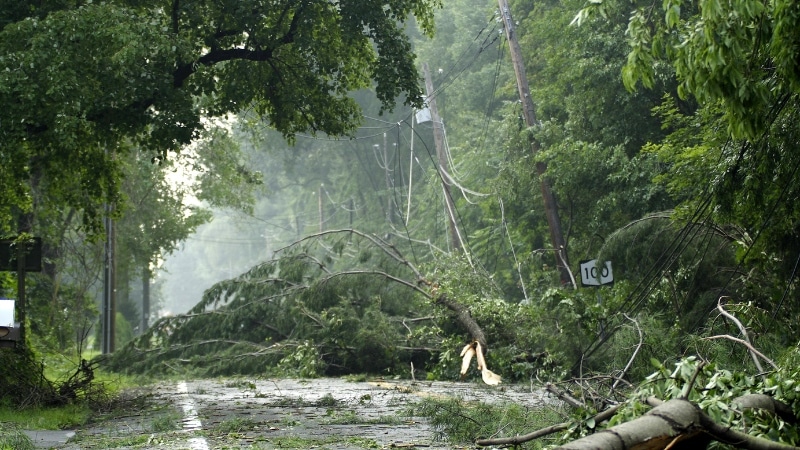 Multiple fallen trees completely blocking residential street after severe storm in Montgomery County, PA showing the scope of emergency response needed during major weather events.