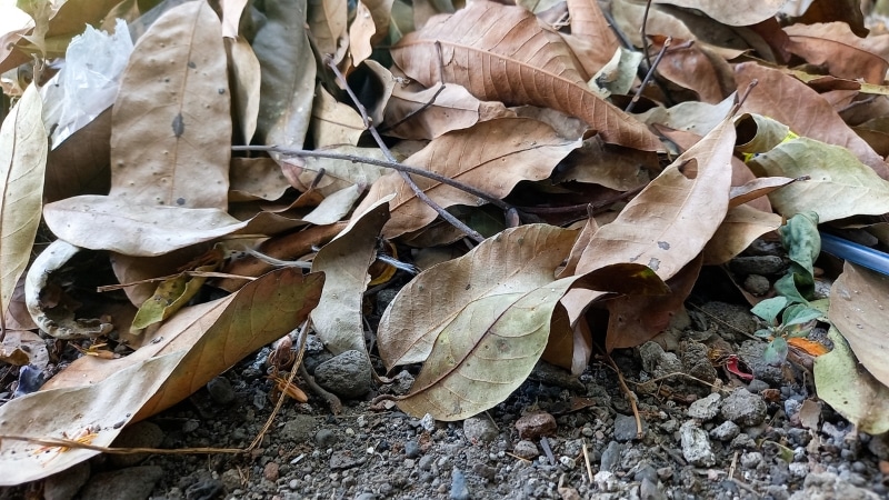 Natural fallen leaves creating organic mulch layer around tree base in Pennsylvania residential yard.