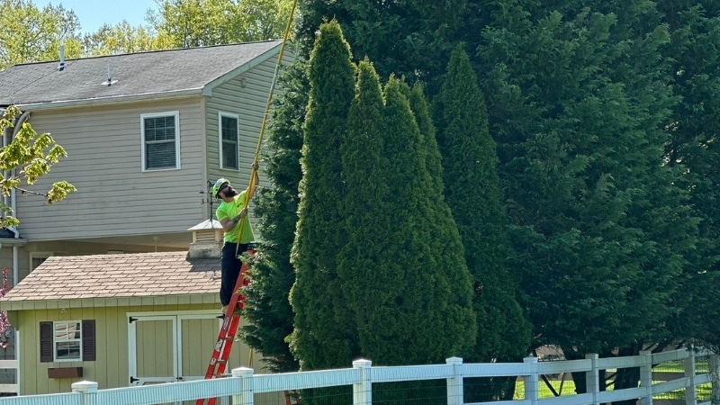 A Clauser Tree Care professional arborist safely pruning evergreen trees using proper ladder technique in Bucks County.