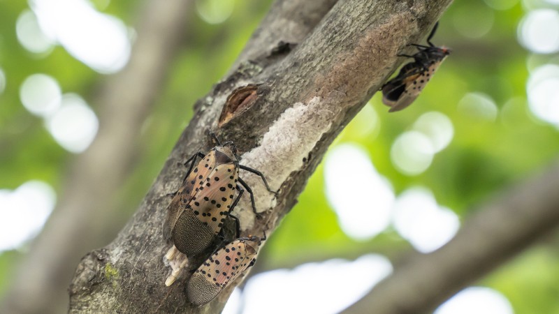 Two adult spotted lanternflies with distinctive spotted wings resting on a tree branch next to a gray, mud-like egg mass deposited on the bark.