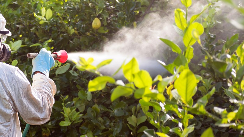 A Clauser Tree Care technician wearing a protective suit, respirator, and blue gloves sprays a fine mist of treatment solution into dense green tree foliage.