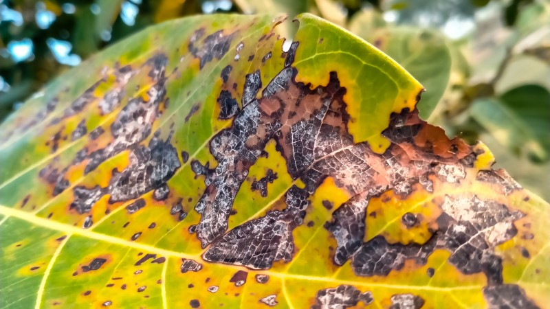 Close-up of a tree leaf with dark brown and black necrotic blotches spreading across the surface, surrounded by yellowing tissue and small holes where damaged areas have deteriorated.