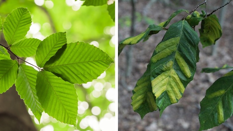 A side-by-side comparison showing healthy, bright green beech leaves next to diseased leaves with dark banding between veins.