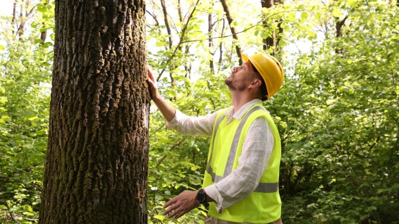 Clauser Arborist inspecting a mature tree during a professional tree health assessment in a wooded area.